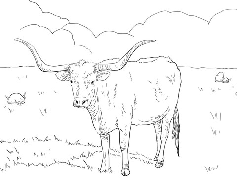 Texas Longhorn Cow Coloring Page